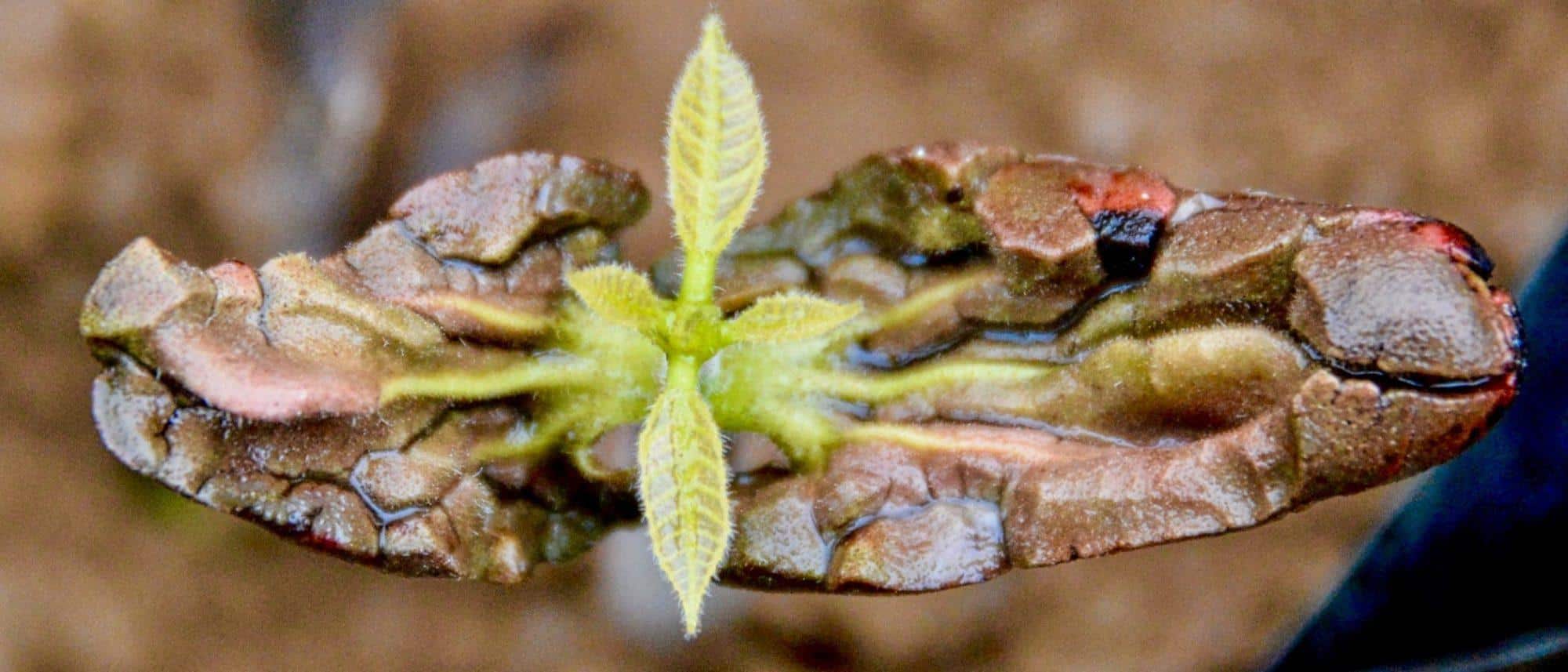 Cacao Seedling Germinating