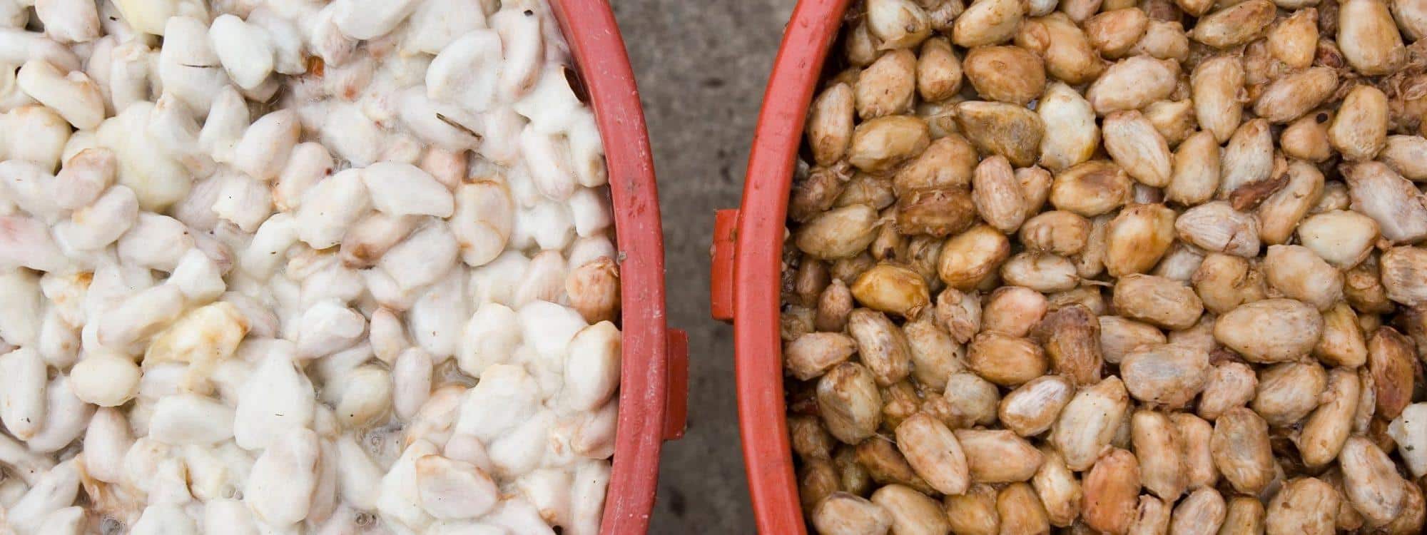 fresh cocoa beans
