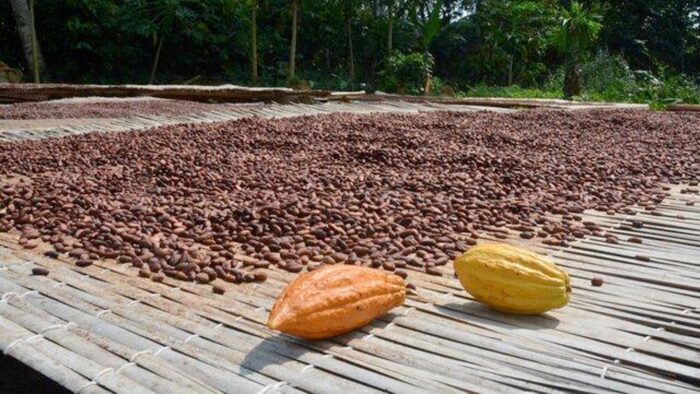 CAMEROON - CHOCOLATIERS ENGAGÉS