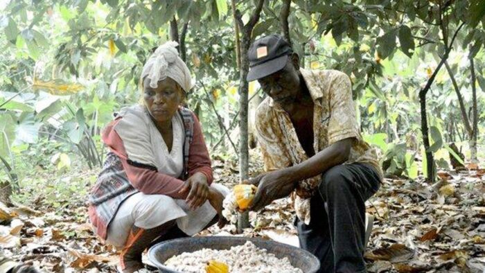CAMEROON - CHOCOLATIERS ENGAGÉS - Image 2