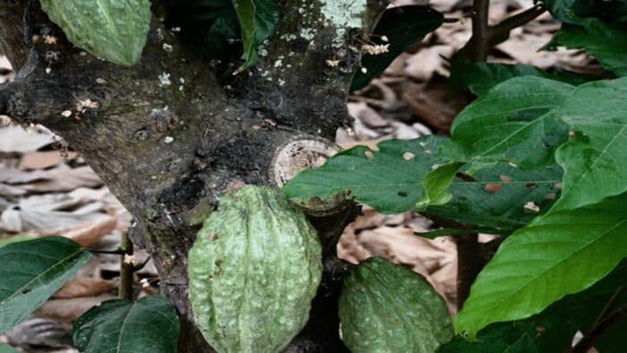 ECUADOR SELECCIÓN NACIONAL ORGANIC