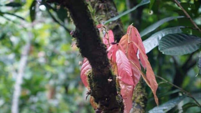BRAZIL - FAZENDA CAMBOA ORGANIC - Image 2