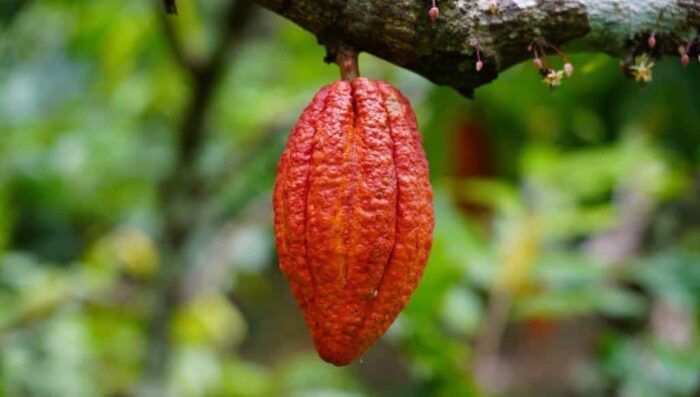 BRAZIL - FAZENDA CAMBOA ORGANIC - Image 3