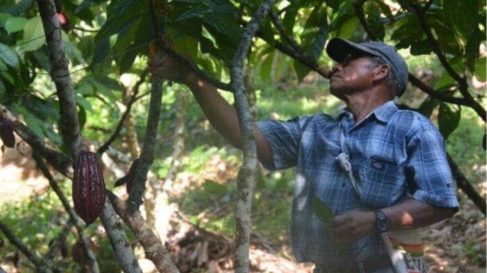 Guatemala Lachua Finca Ana Maria - Image 4