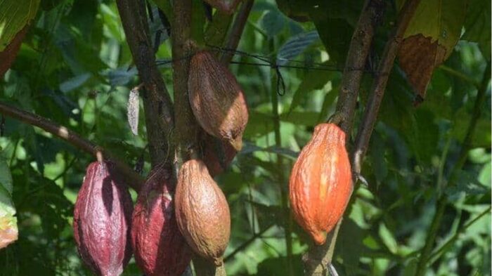 Guatemala Lachua Finca Paso Cocodrilo