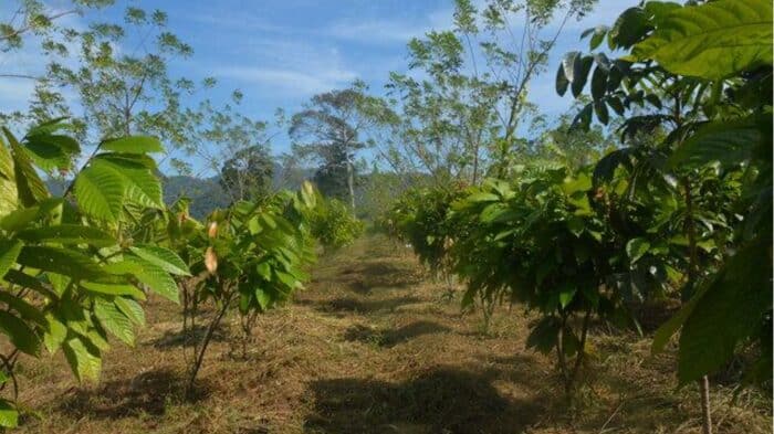 Guatemala Lachua Finca Paso Cocodrilo - Image 2