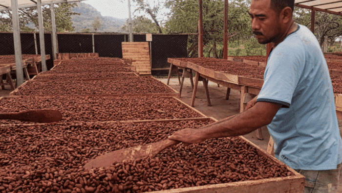 NICARAGUA - SJM Organic - Image 2