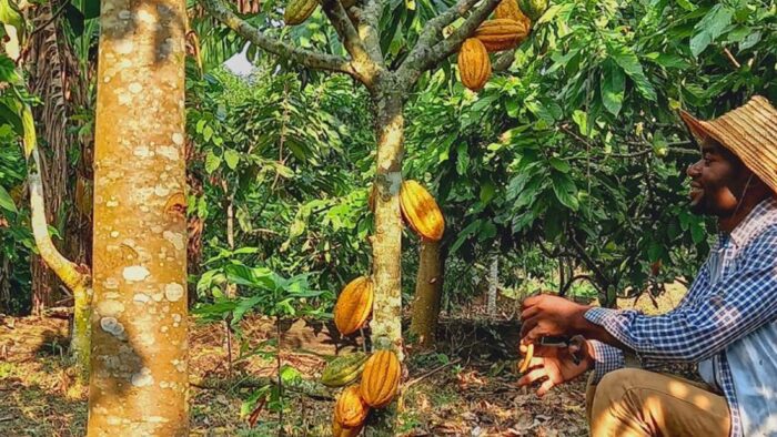CONGO - MUNGAMBA ORGANIC