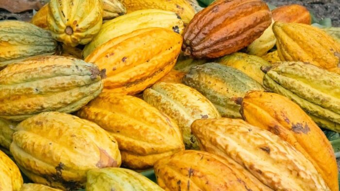 CONGO - MUNGAMBA ORGANIC - Image 2