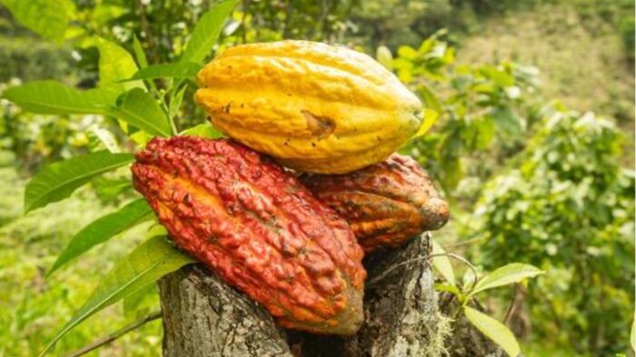 Ecuador- Zamora Chinchipe Organic