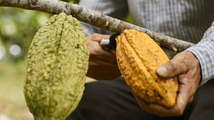 Ecuador- Zamora Chinchipe Organic - Image 3