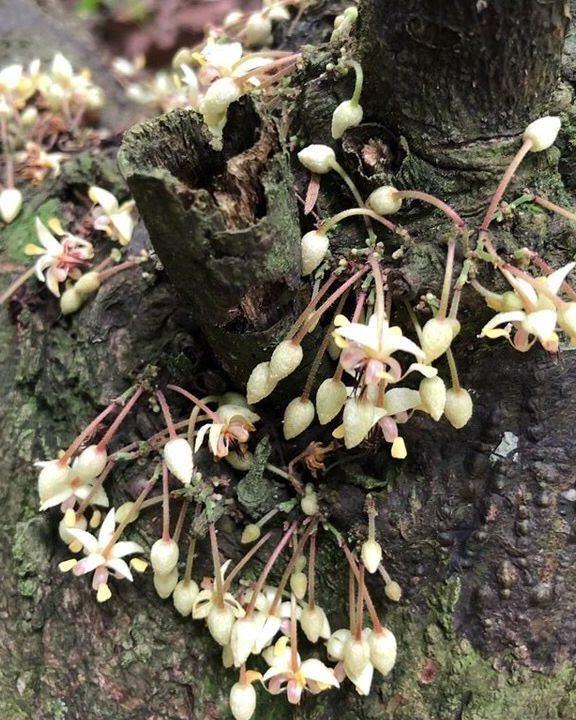 cacaobloem thailand