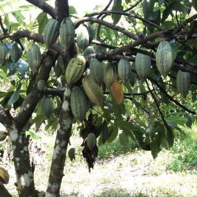 cacaopods thailand