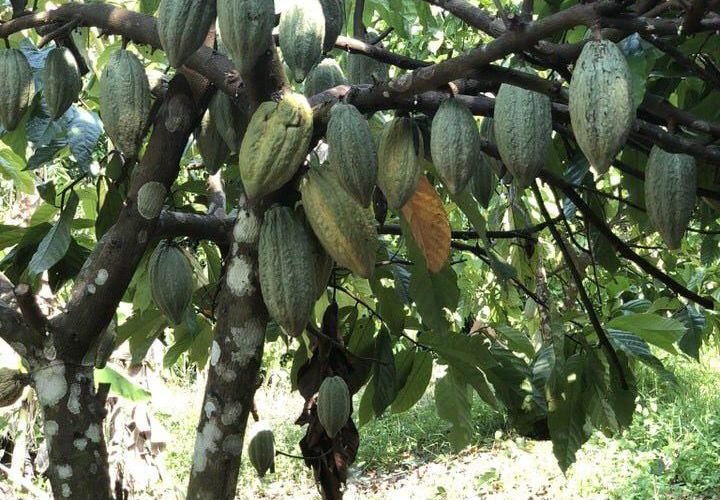 cacaopods thailand