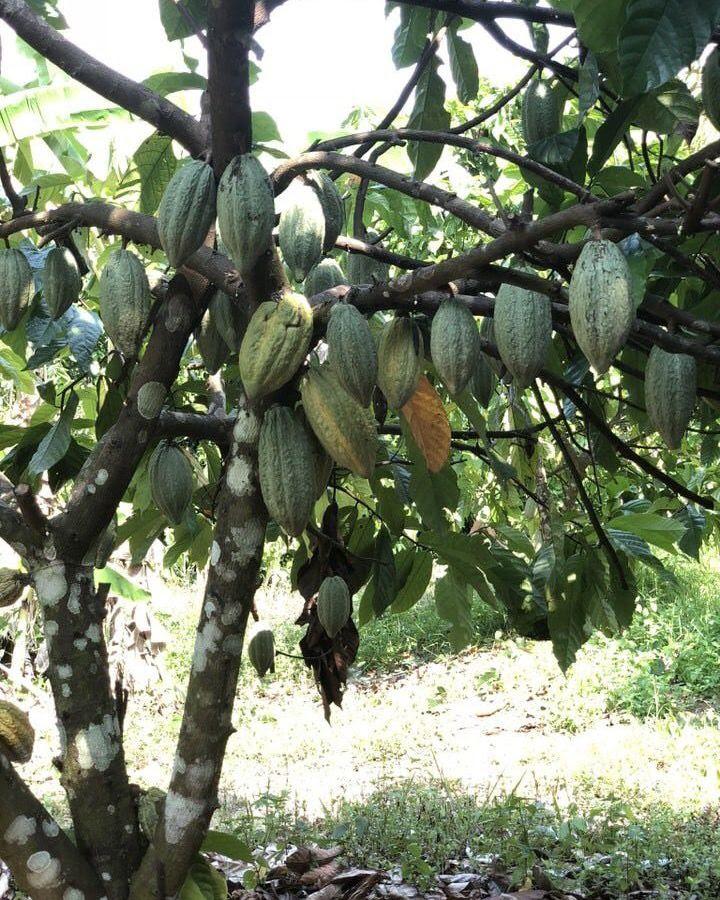 cacaopods thailand