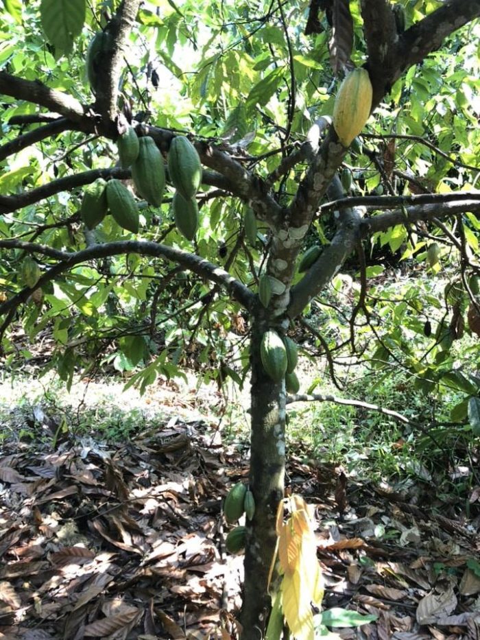 Thailand Chanthaburi specialty cacao