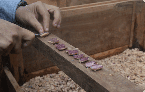 SILVA - The Art of Cacao Sourcing