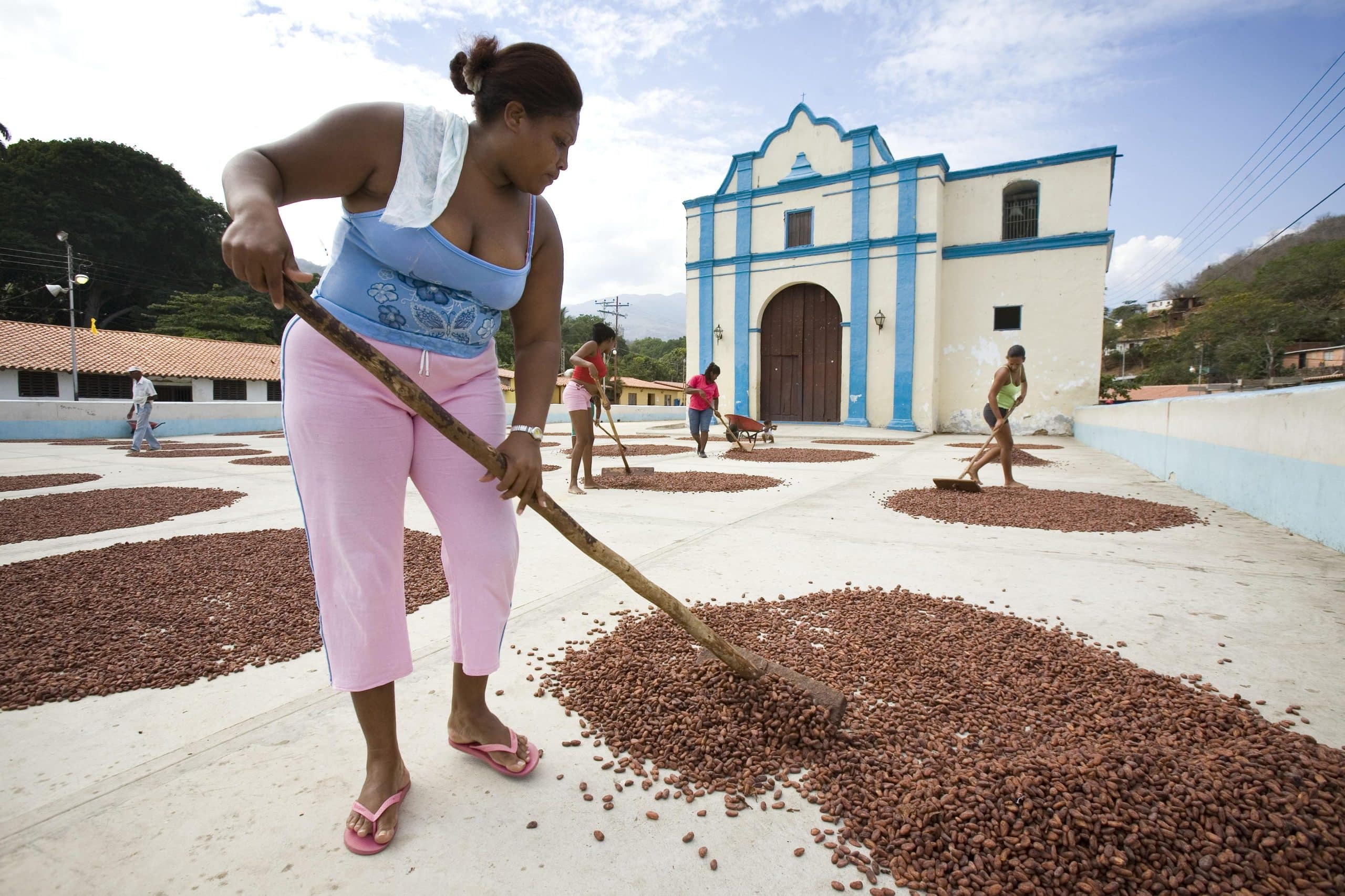 SILVA - The Art of Cacao Sourcing