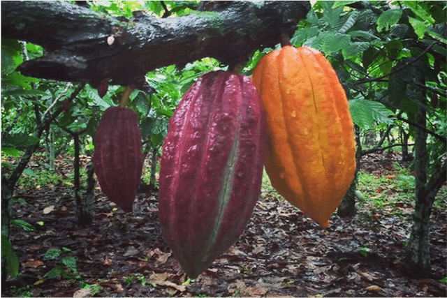 SILVA - BRAZIL - The Country of Carnival, Caipirinha & Cacao