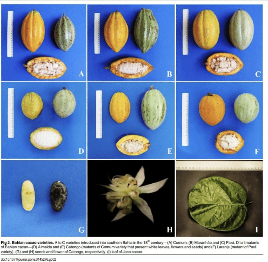 SILVA CACAO - Raising the Bar with Single Variety Cacao