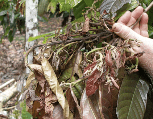 Silva Cacao - Brazil - bio terrorism