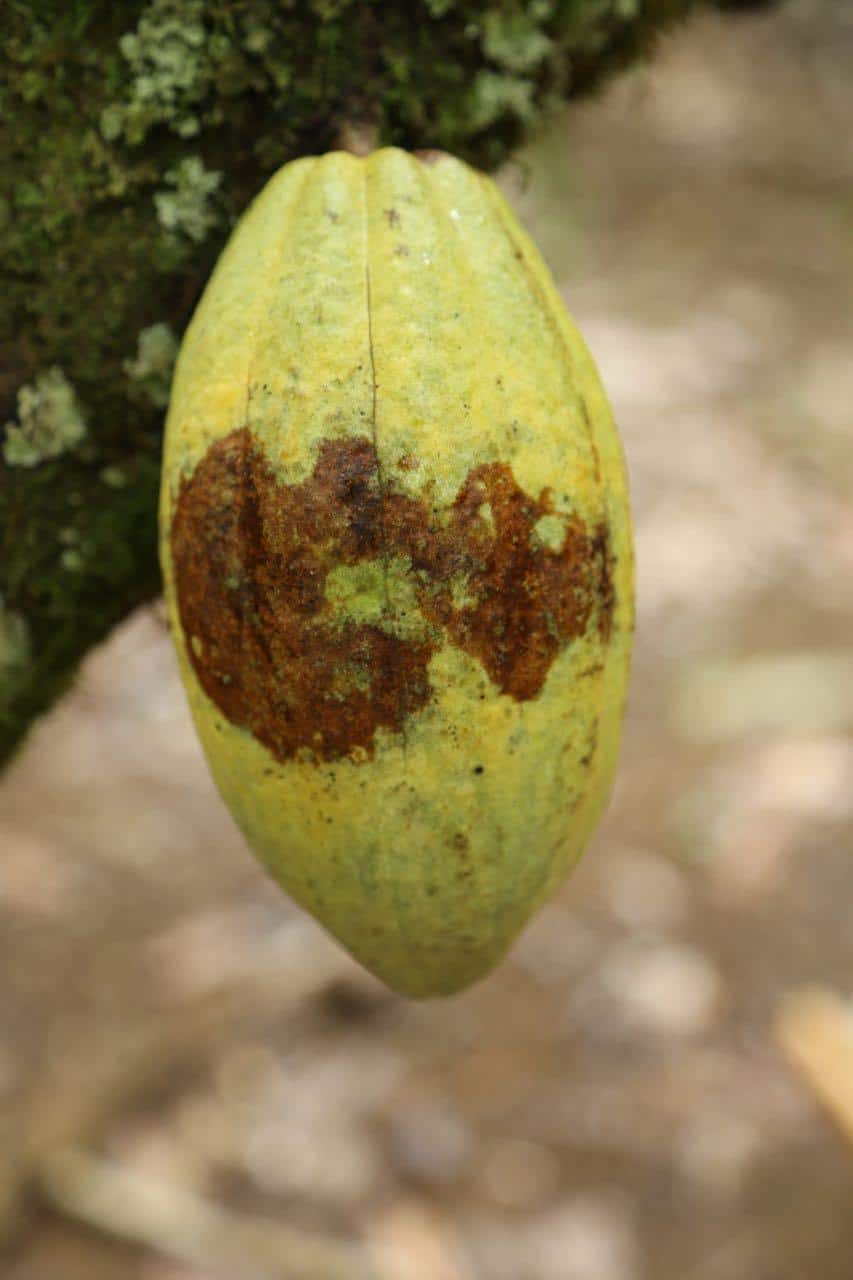 Silva-BRAZIL- witches' broom