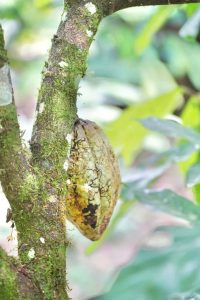 brazil-flower_pod_tree-silva