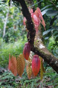 brazil-orange_pods-silva