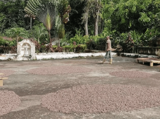 SILVA CACAO - HACIENDA LA SABANETA, VENEZUELA The Story of a Young Woman Who Revived the Family Cacao Hacienda