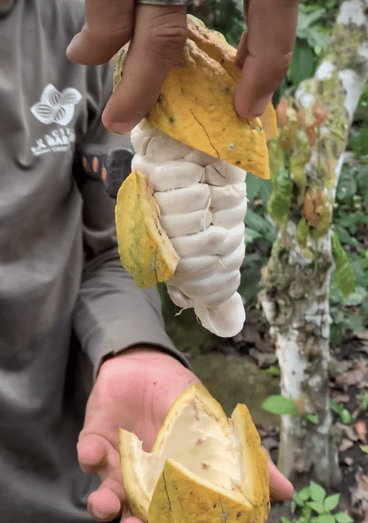 SILVA CACAO - HACIENDA LA SABANETA, VENEZUELA The Story of a Young Woman Who Revived the Family Cacao Hacienda