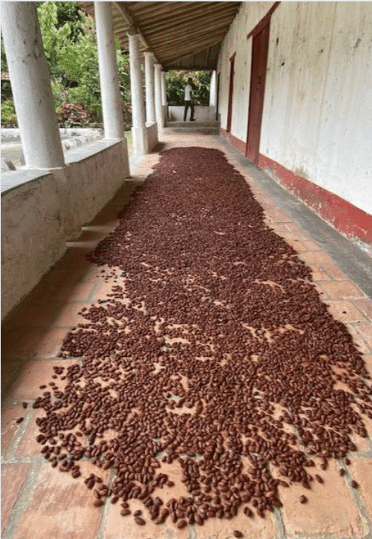 SILVA CACAO - HACIENDA LA SABANETA, VENEZUELA The Story of a Young Woman Who Revived the Family Cacao Hacienda