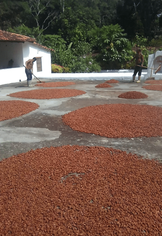 SILVA CACAO - HACIENDA LA SABANETA, VENEZUELA The Story of a Young Woman Who Revived the Family Cacao Hacienda