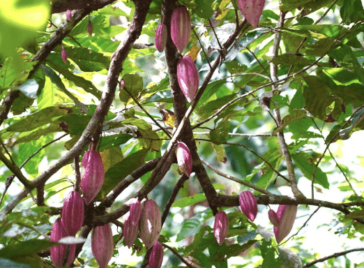 SILVA CACAO - HACIENDA LA SABANETA, VENEZUELA The Story of a Young Woman Who Revived the Family Cacao Hacienda