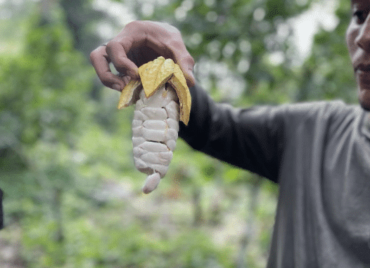 SILVA CACAO - HACIENDA LA SABANETA, VENEZUELA The Story of a Young Woman Who Revived the Family Cacao Hacienda