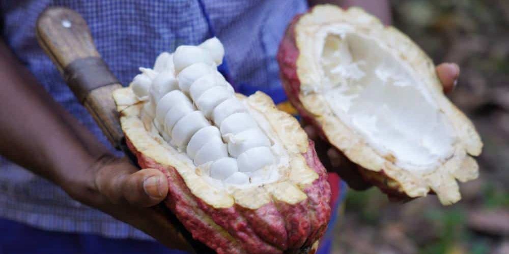 SILVA CACAO - HACIENDA LA SABANETA, VENEZUELA The Story of a Young Woman Who Revived the Family Cacao Hacienda