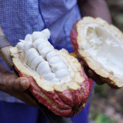 SILVA CACAO - HACIENDA LA SABANETA, VENEZUELA The Story of a Young Woman Who Revived the Family Cacao Hacienda