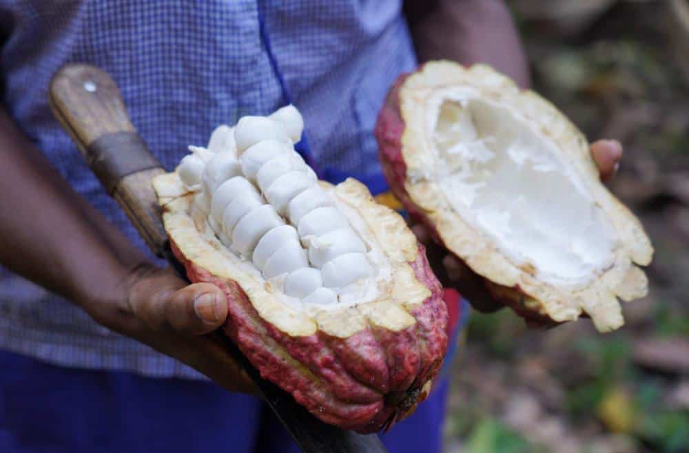 SILVA CACAO - HACIENDA LA SABANETA, VENEZUELA The Story of a Young Woman Who Revived the Family Cacao Hacienda