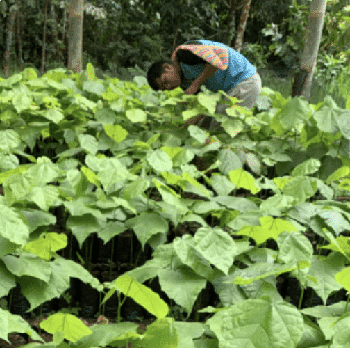 Silva Cacao - Jaguar cacao - Ecuador