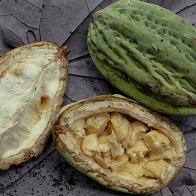 Silva Cacao - Jaguar Cacao - Ecuador