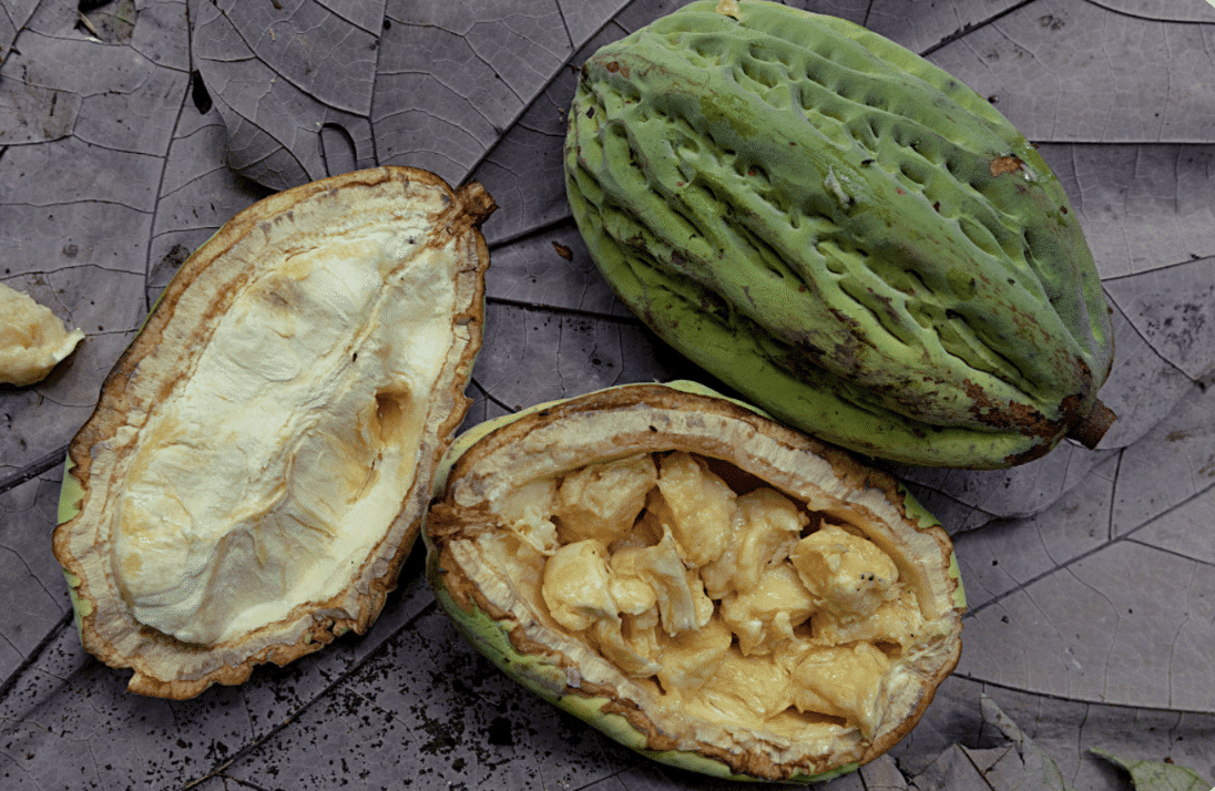 Silva Cacao - Jaguar Cacao - Ecuador