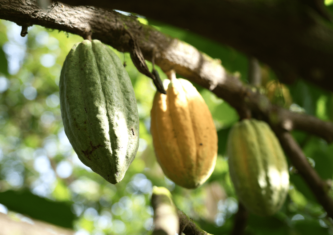 SILVA CACAO - Raising the Bar with Single Variety Cacao