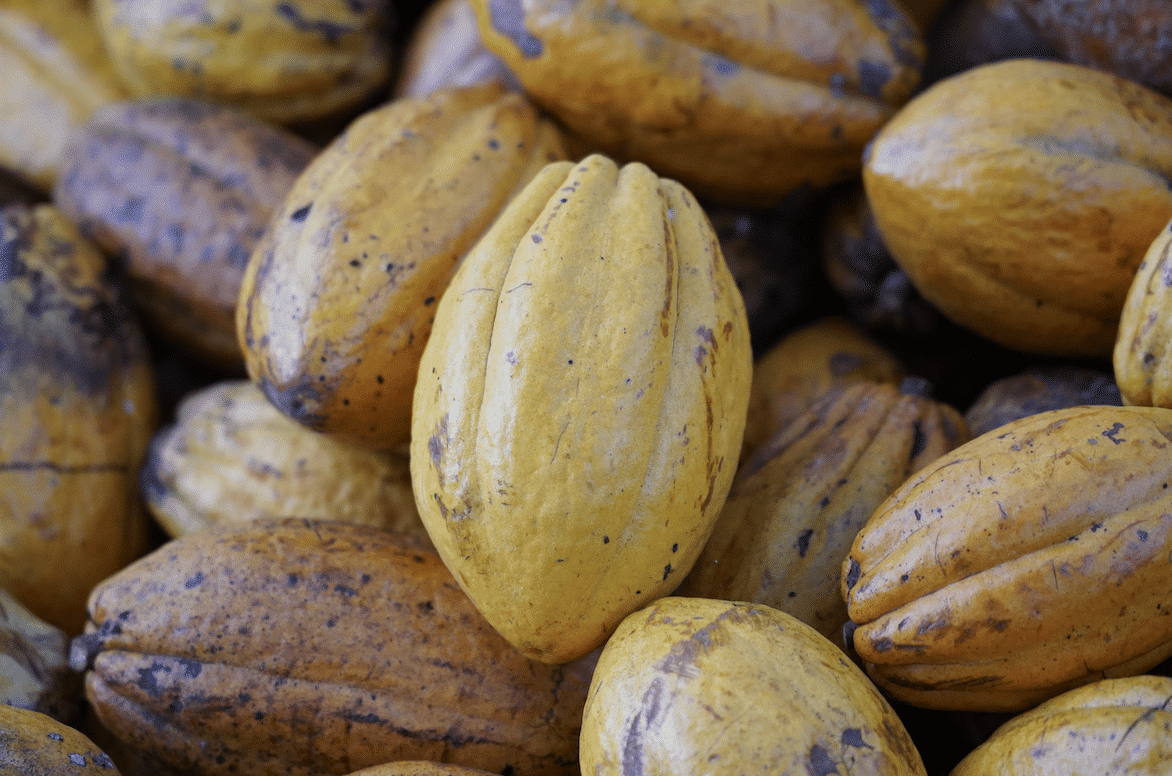 SILVA CACAO - Raising the Bar with Single Variety Cacao