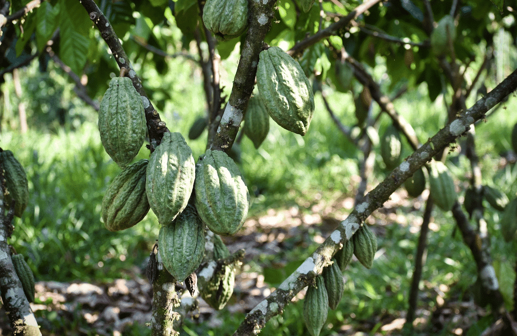 SILVA CACAO - Raising the Bar with Single Variety Cacao