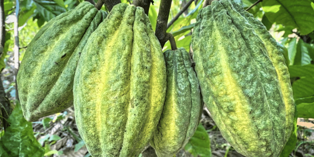 SILVA CACAO - Raising the Bar with Single Variety Cacao