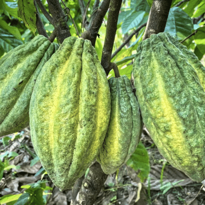 SILVA CACAO - Raising the Bar with Single Variety Cacao