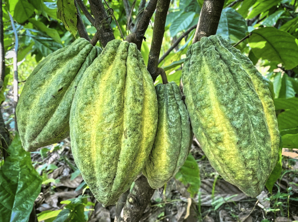 SILVA CACAO - Raising the Bar with Single Variety Cacao