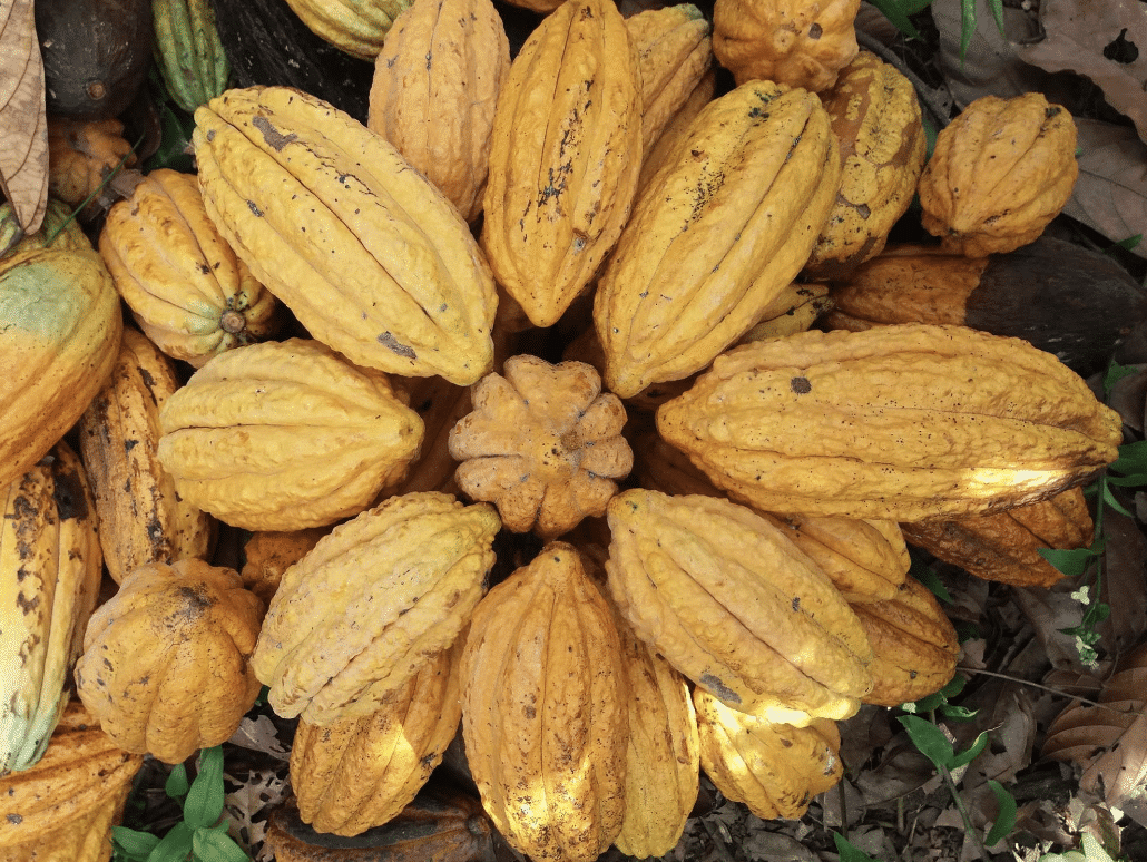 SILVA CACAO - Raising the Bar with Single Variety Cacao