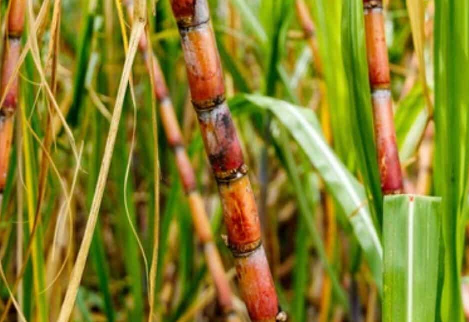 cane sugar