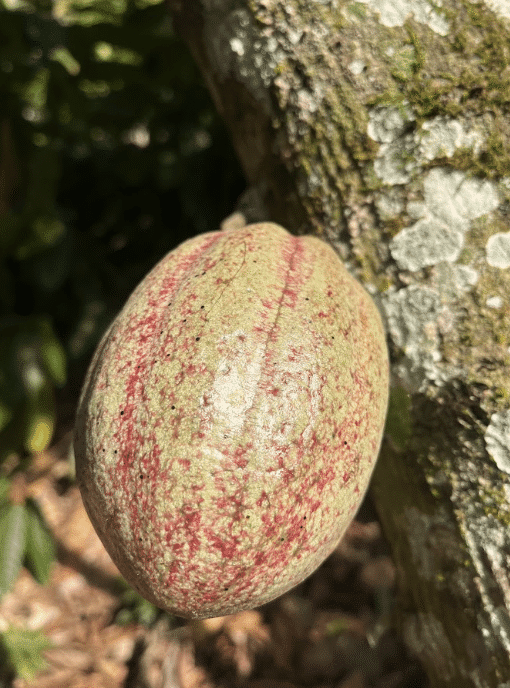 SILVA CACAO - Dominican Republic