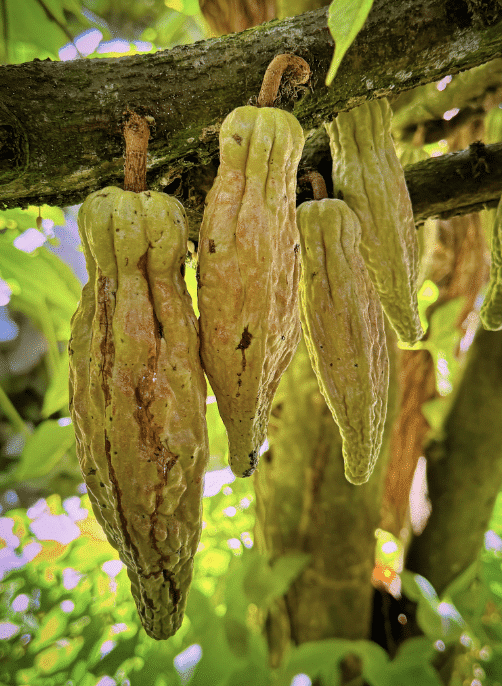 SILVA CACAO - Dominican Republic